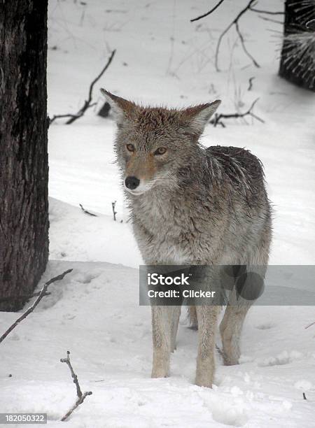 コヨーテの冬 - 動物の跡のストックフォトや画像を多数ご用意 - 動物の跡, イヌ科, カラー画像