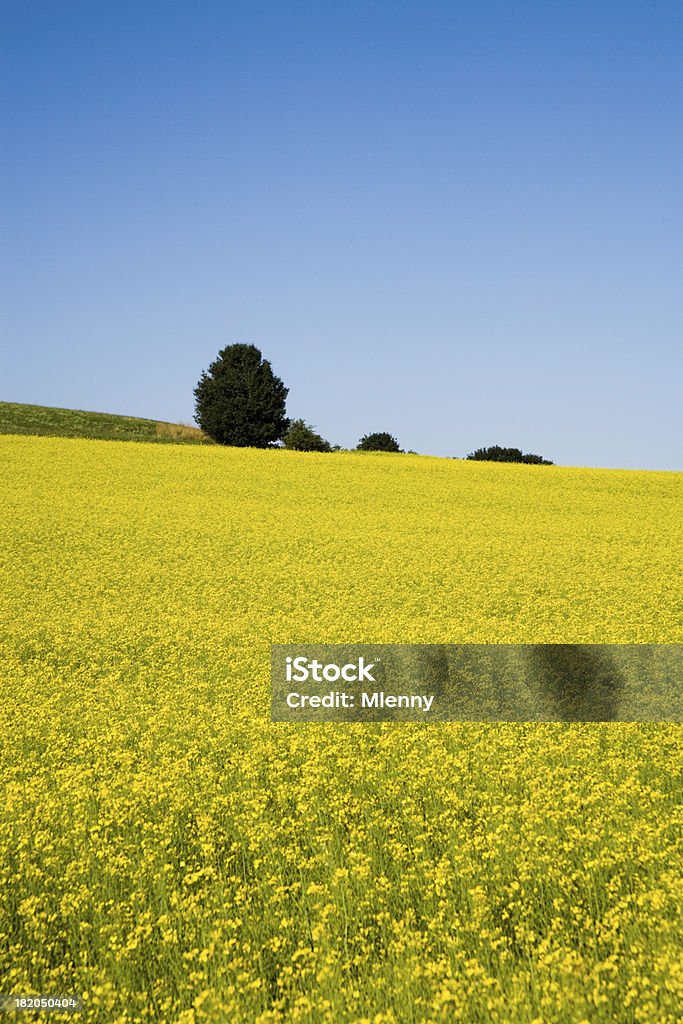 Bellissimo paesaggio estivo - Foto stock royalty-free di Agricoltura