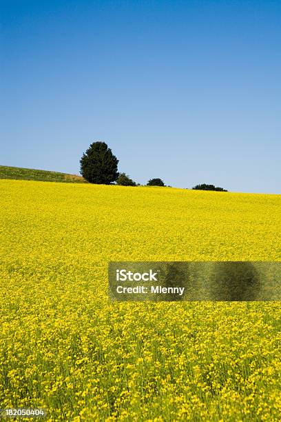 Bellissimo Paesaggio Estivo - Fotografie stock e altre immagini di Agricoltura - Agricoltura, Albero, Ambientazione esterna