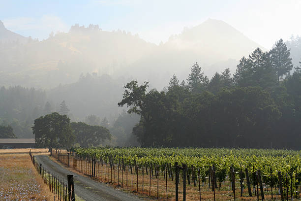 vigneti nebbia di mattina - vineyard napa valley sonoma county california foto e immagini stock