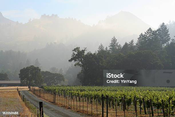 Vinha Manhã Humidade - Fotografias de stock e mais imagens de Vinha - Vinha, Alexander Valley, Califórnia