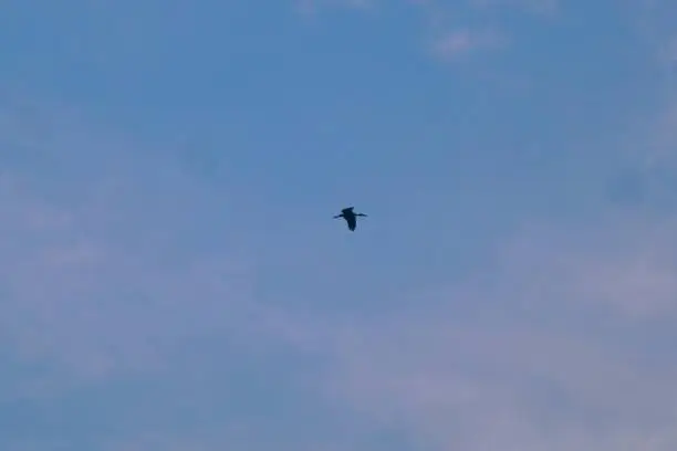 A long neck black bird is flying in the blue sky.