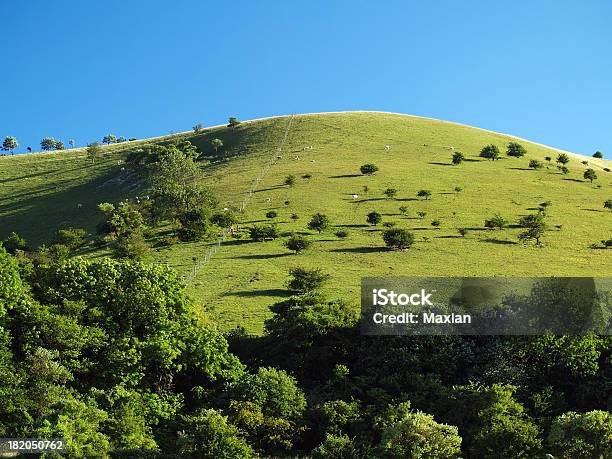 Downland Oveja Foto de stock y más banco de imágenes de Agricultura - Agricultura, Aire libre, Animal doméstico