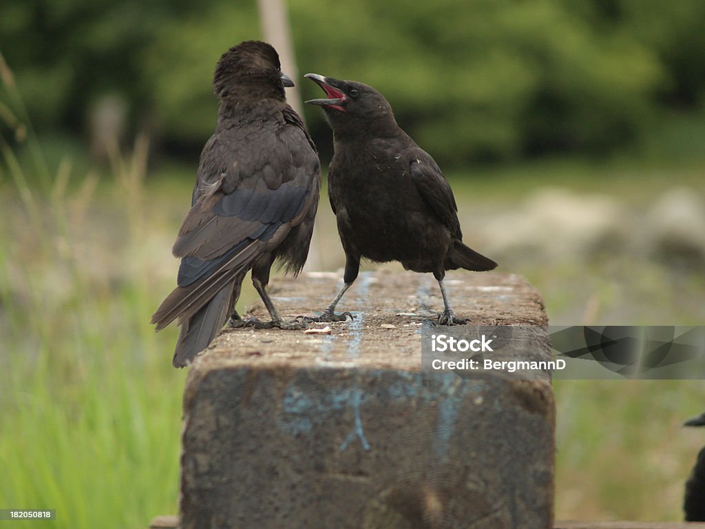 Corbeau de confrontation - Photo de Autoritaire libre de droits