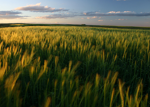 Wheat ripening on a vast green field on the great plains. Image taken in southern Alberta, Canada. Wheat has some gold hues to it as it is starting to ripen for harvest. Nobody is in the image, which is beautifully backlit and captures the last low-angled light rays of the day. Image themes include growing, agriculture, vast, empty, nobody, wide, prairie, plains, alberta, Canada, great plains, barley, windy, long exposure, and summer scenic or rural, relatively flat terrain. 