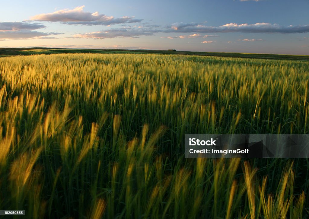 Ripening зеленый пшеницы поле на Великие равнины - Стоковые фото Канада роялти-фри