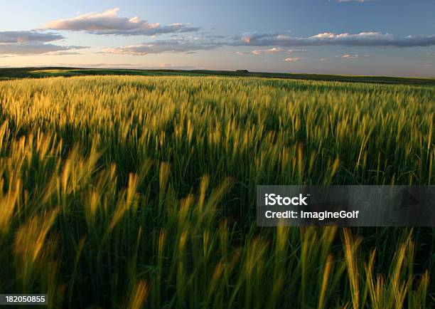 Ripening Зеленый Пшеницы Поле На Великие Равнины — стоковые фотографии и другие картинки Канада - Канада, Поле, Пшеница
