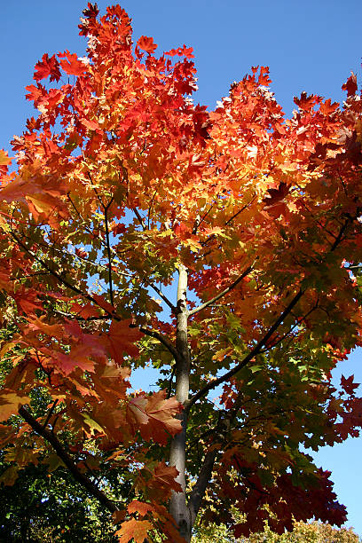 Autumn/Fall leaves 2 stock photo