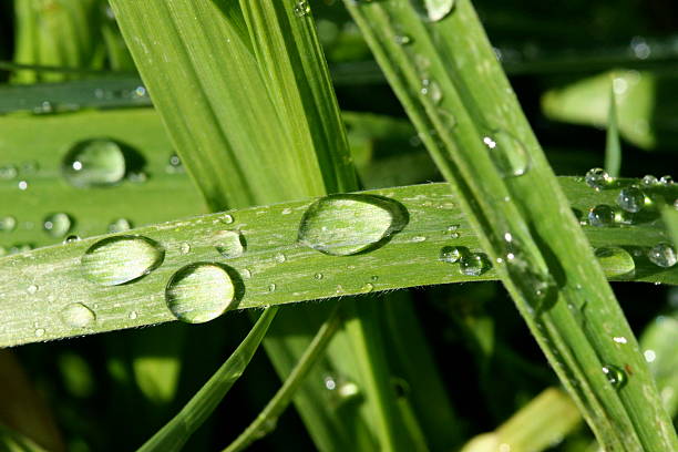 Water droplets on grass. stock photo