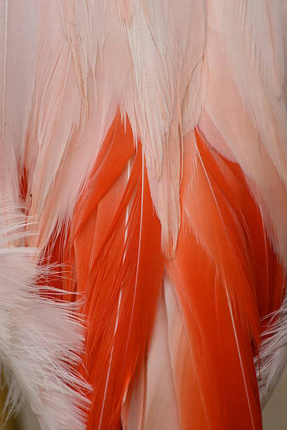 Bright pink feathers stock photo