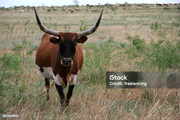 Texas Longhorn Dairy Cow Stock Photo - Download Image Now - Denton - Texas, Texas, Landscape - Scenery