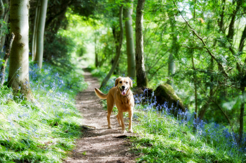 brown dog on a woodland path in springtime england