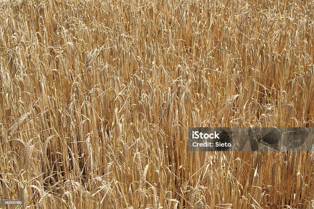 Wheat waiting to be harvested Golden wheat waiting to be harvested. 7-Grain Bread Stock Photo