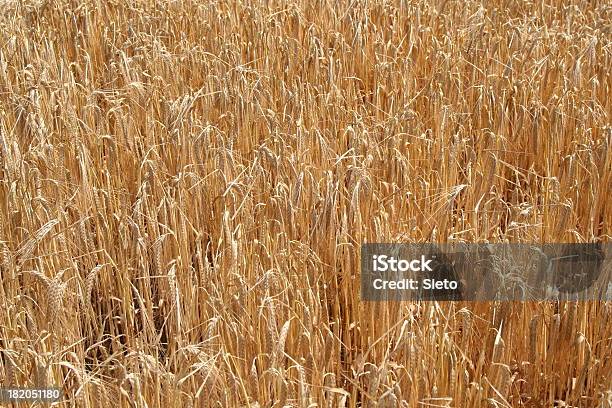 Wheat Waiting To Be Harvested Stock Photo - Download Image Now - 7-Grain Bread, Agricultural Field, Agriculture