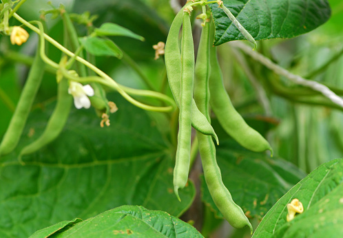 Pea pods in a man's hand. A farmer harvests legumes in the field. Green peas in pods on the palm of hand.