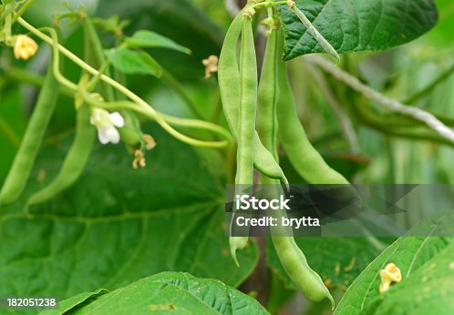 istock Green beans 182051238