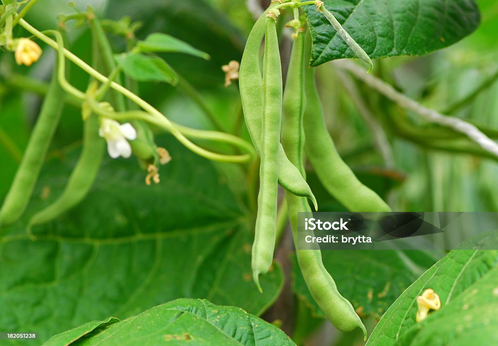 Green beans Climbing beans are growing. Bean Stock Photo