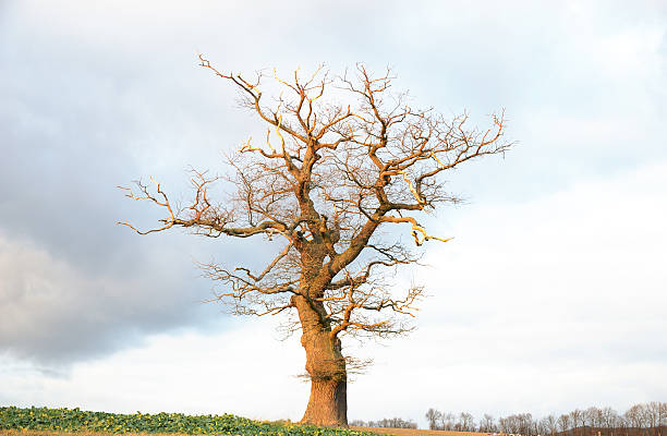 Single old bare oak tree in late afternoon sun stock photo