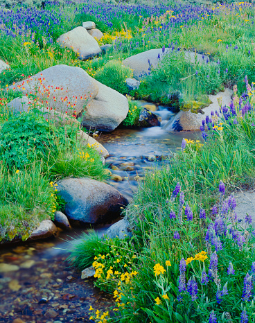 Alpine meadow with lupine and other spring wildflowers in the Sierra Nevada Range, CA