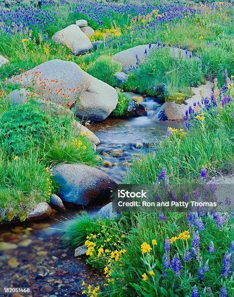 Spring In California Stock Photo - Download Image Now - Stream - Body of Water, Northern California, Wildflower
