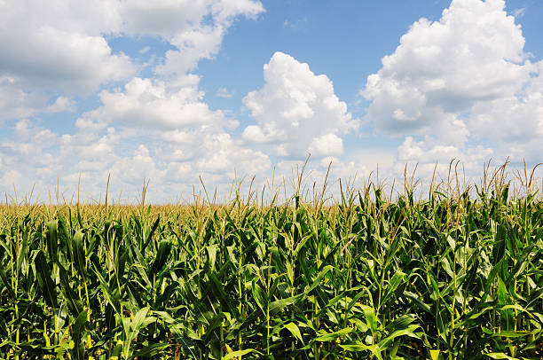 istock Corn Field in Summer with Clouds on Indiana Farm 182051566