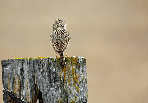 Vesper Sparrow in Manitoba stock photo