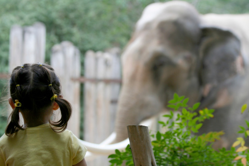 Young girl watching an elephant in the zoo.  The girl has the focus.