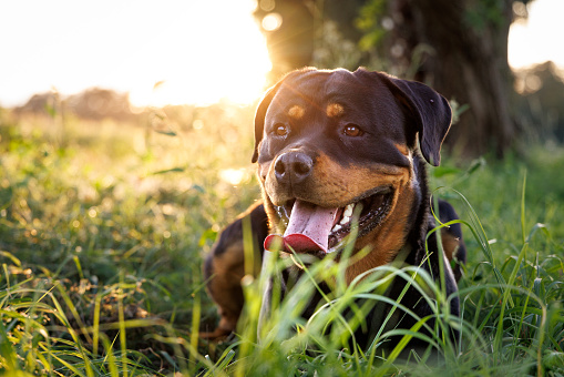 Fully grown male Rottweiler dog relaxing outdoors in the grass.