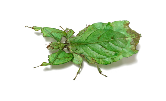 Leaf insect on white.