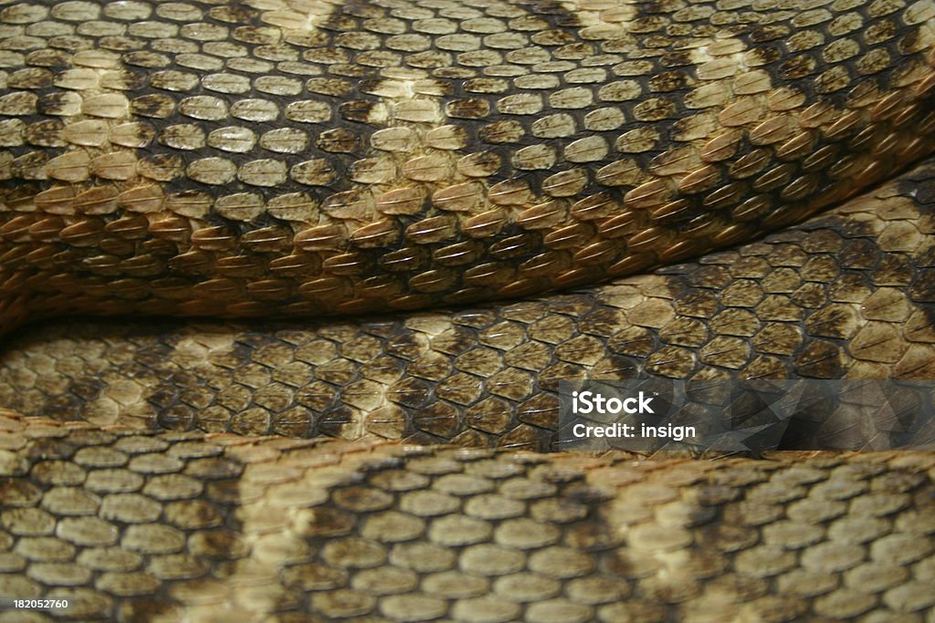 Pele de Cobra - Foto de stock de Animal royalty-free