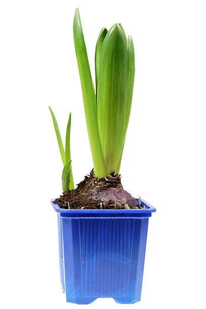 istock hyacinth plant in a pot isolated on white 182052815