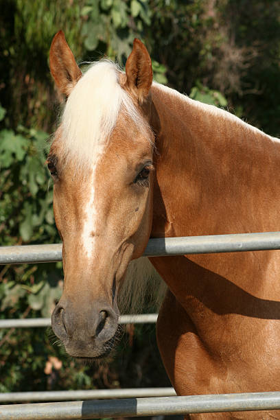 Palomino Stallion #1 stock photo