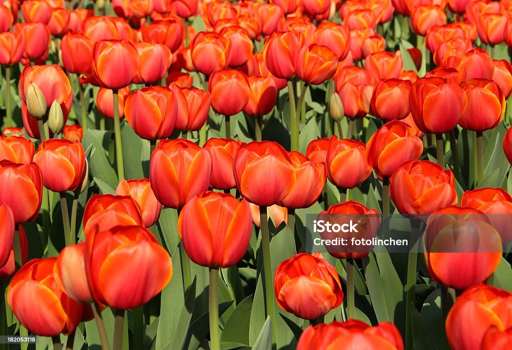 Rote Tulpen - Lizenzfrei Blume Stock-Foto