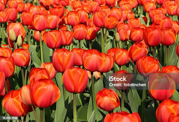 Rote Tulpen Stockfoto und mehr Bilder von Blume - Blume, Blumenbeet, Blütenblatt