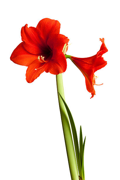 Amaryllis. stock photo