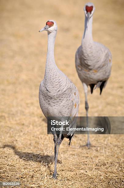 Sandhill Gru A Riposo E Alimentazione - Fotografie stock e altre immagini di Airone