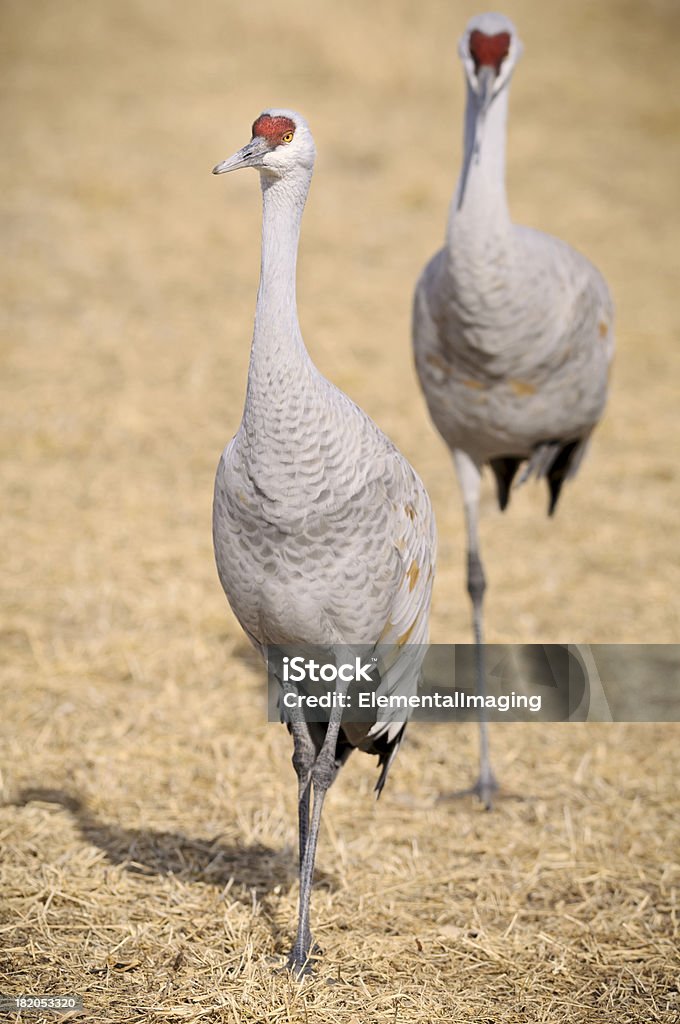 Sandhill dźwigi (Grus Canadensis) odpoczynku i karmienia - Zbiór zdjęć royalty-free (Bez ludzi)