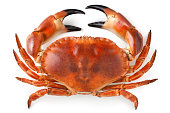 Crab