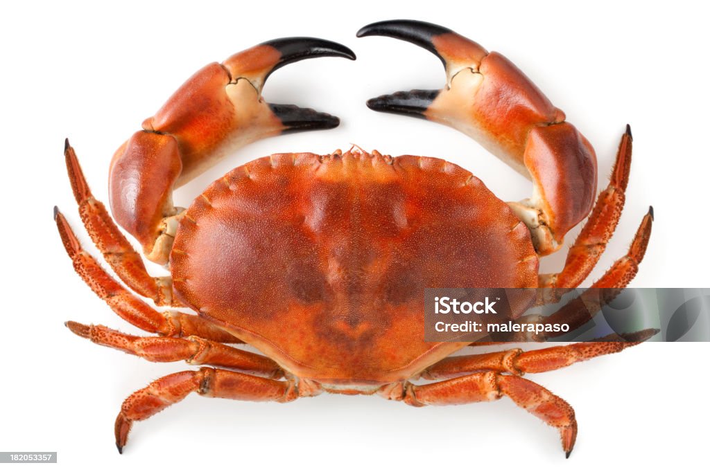 Crab Crab.Similar photographs from my portfolio: Crab Stock Photo