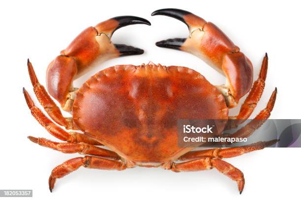 Crab Stock Photo - Download Image Now - Crab, Crab - Seafood, White Background