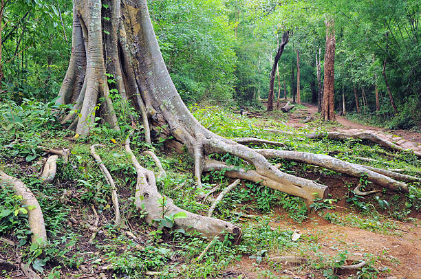 Yashwantgad Fort in Redi, Maharashtra, near the Maharashtra-Goa border. Green roots of trees grows on the old walls