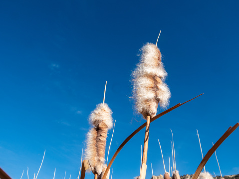 Fluffy cattails against the sky in late autumn seen from below.