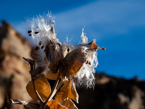 Fluffy open milkweed seed pods against a blue sky.