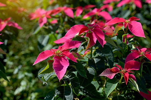 Poinsettia is a shrub with dark green foliage. Spear-shaped bracts come in many colors, including white, yellow, red and pink. Yellow flowers form a bouquet at the end of the top.