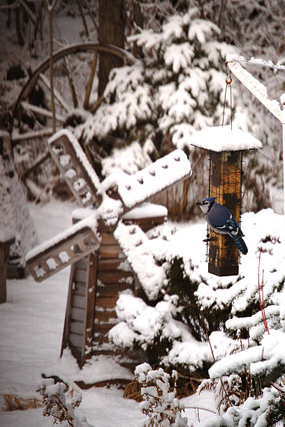Blue Bird in Winter "Blue bird on feeder in winter. Nikon D50, 18mm-55mm" covered wagon horse cart snow winter stock pictures, royalty-free photos & images