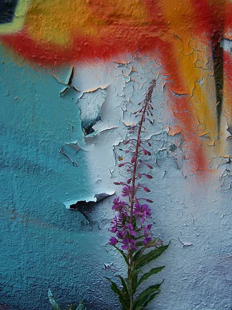 Flowers arranged in combination with a peeling  graffiti decorated wall.