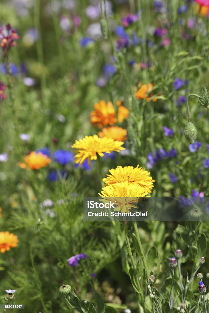夏の草地、黄色のタンポポ - ケシのロイヤリティフリーストックフォト