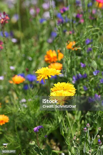 夏の草地黄色のタンポポ - ケシのストックフォトや画像を多数ご用意 - ケシ, 人物なし, 写真
