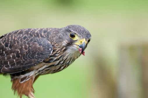 New Zealand Falcon or kirearea