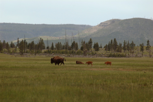 Buffalo with twin calfs in Yellowstone National Park